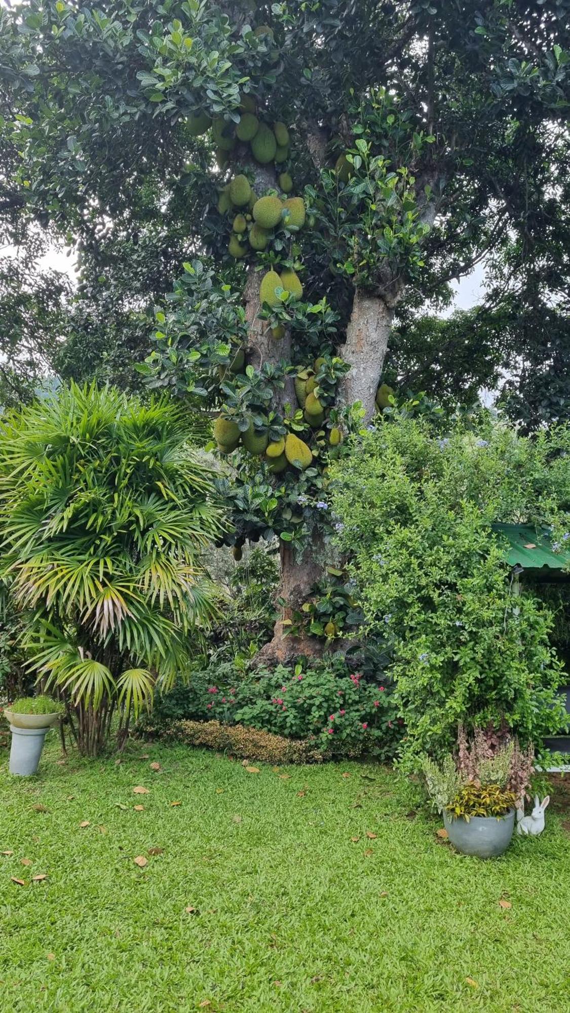 Sithara Estate Bungalow Ella Esterno foto